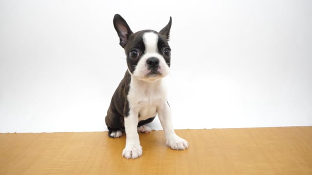 ボストンテリア 71TW-ZXiadL._AC_UL210_SR210,