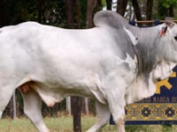 Lote 17