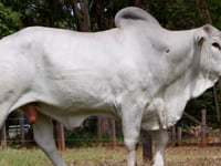 Lote 24
