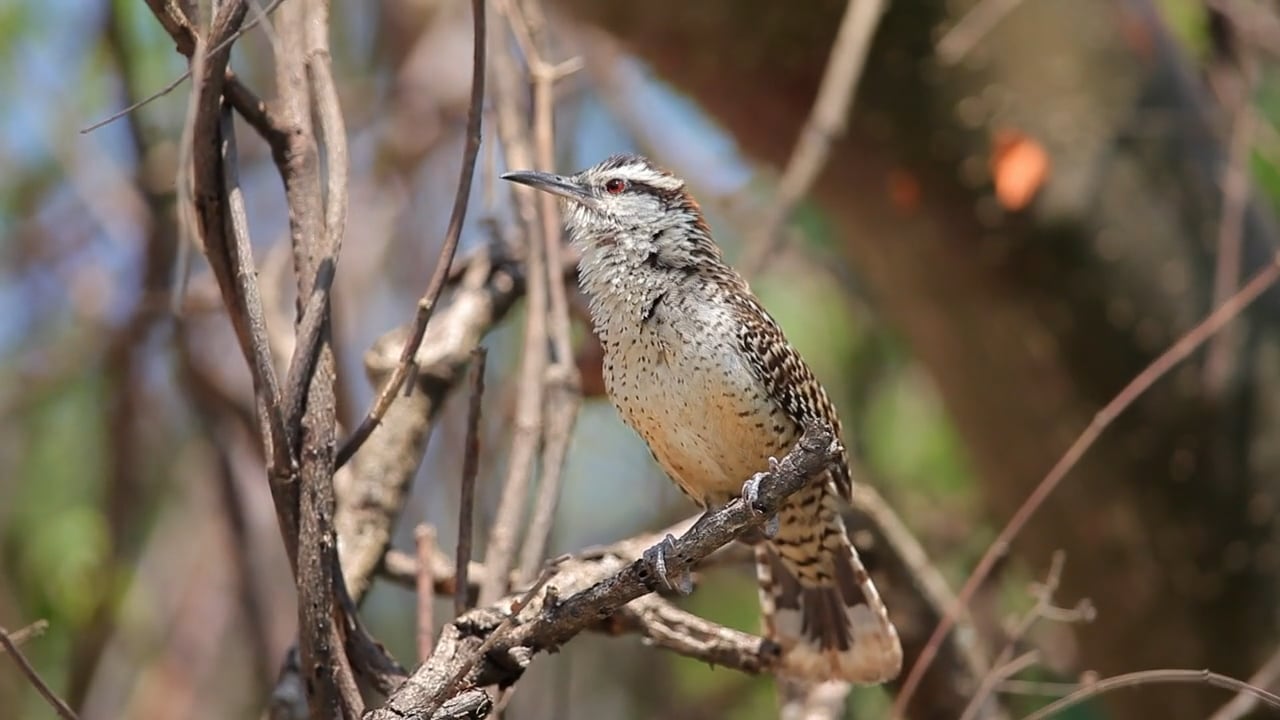 El Canto de la Matraca