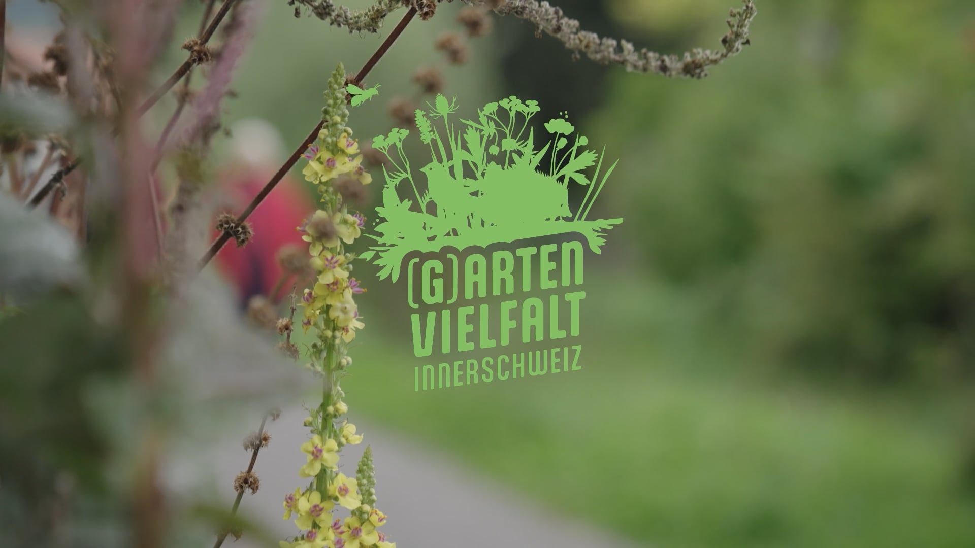 HOCHSTAUDENFLUR – IMPOSANTE BLÜTENPRACHT
Krautsäume mit einheimischen Hochstauden bilden einen naturnahen Übergang zwischen Gehölzen und Rasenflächen oder dienen im Garten als ökologische Vernetzungskorridore. Nicht nur der Blütenreichtum ist attraktiv: Viele Tiere nutzen den Ort als Versteck oder Überwinterungsplatz.
Im Garten eine pflegeleichte, blühende Pracht entlang einer Hecke, einer Mauer oder eines Zaunes. Marianne Tomasz und Christoph Winistöfer von der naturag Gartenbau AG haben jahrzehntelange Erfahrung und zeigen, wie man einen Hochstaudenflur oder Krautsaum anlegt. Ein Krautsaum besteht aus hochwachsenden Stauden und bietet das ganze Jahr über Lebensraum für Pflanzen und Tiere.