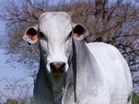 Lote 43