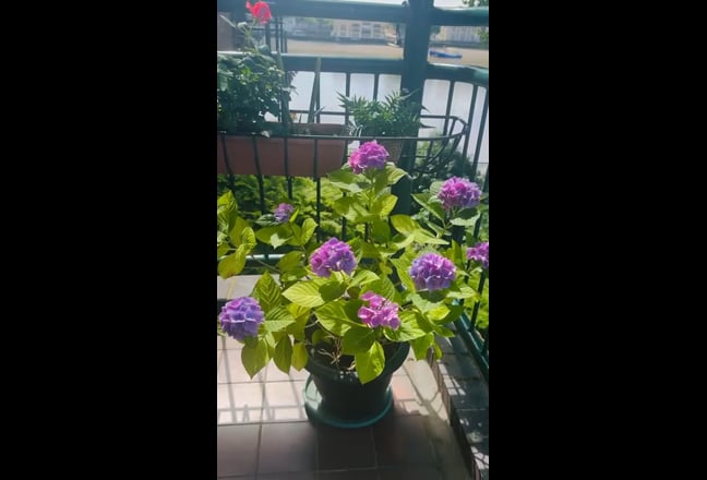 Video 1: