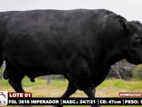 Lote 01