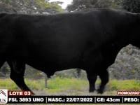 Lote 03