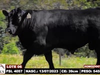 Lote 06
