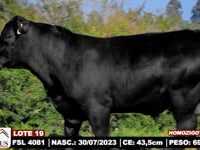 Lote 19