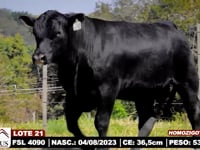 Lote 21