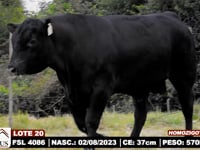 Lote 20