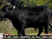 Lote 24