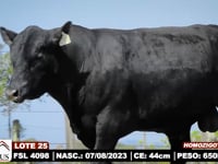 Lote 25