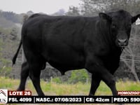 Lote 26