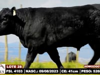 Lote 28