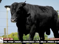 Lote 29