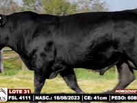 Lote 31