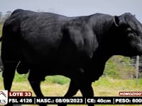 Lote 33