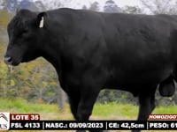Lote 35