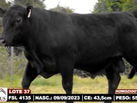 Lote 37