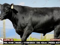 Lote 43