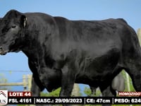 Lote 44