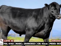Lote 45