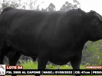 Lote 04