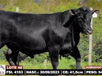 Lote 46