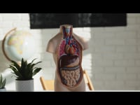 1. Introduction Anatomy, Physiology &amp; Pathology