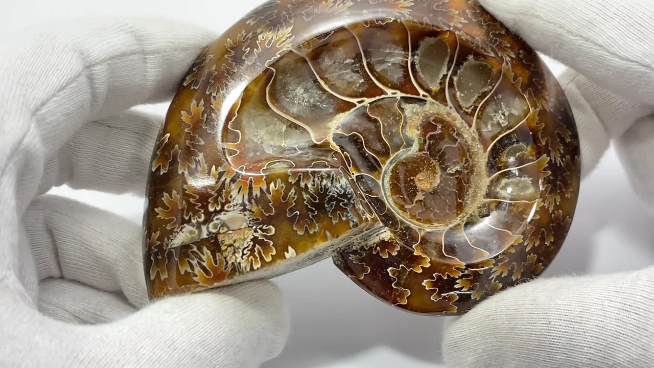 動画】【1点もの】アンモナイトの化石 プレート 1個 NO.12 - 天然石