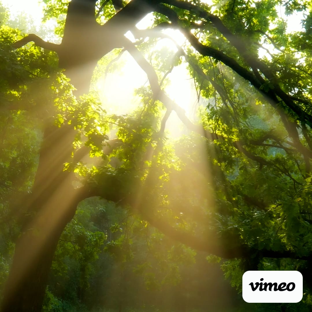 https://i.vimeocdn.com/video/2058121015-af6d3f5925967344dd04a765251c67f8923506c9f2084f024c8d8e4b212b5ecb-d