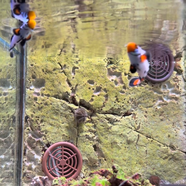 Frostbite Clownfish video