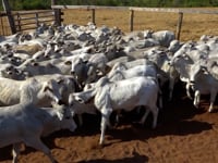 Lote 04