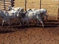 Lote 05