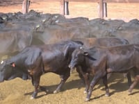 Lote 02