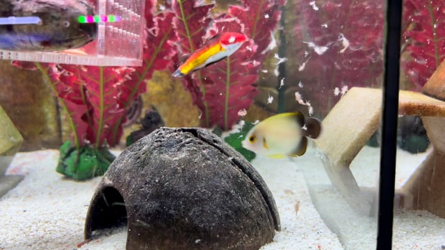 Halfblack Angelfish Tank Bred WYSIWYG 1 video