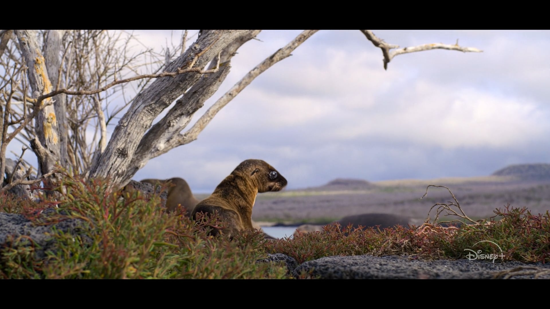 Sea Lions of the Galapagos - Leo's Legend