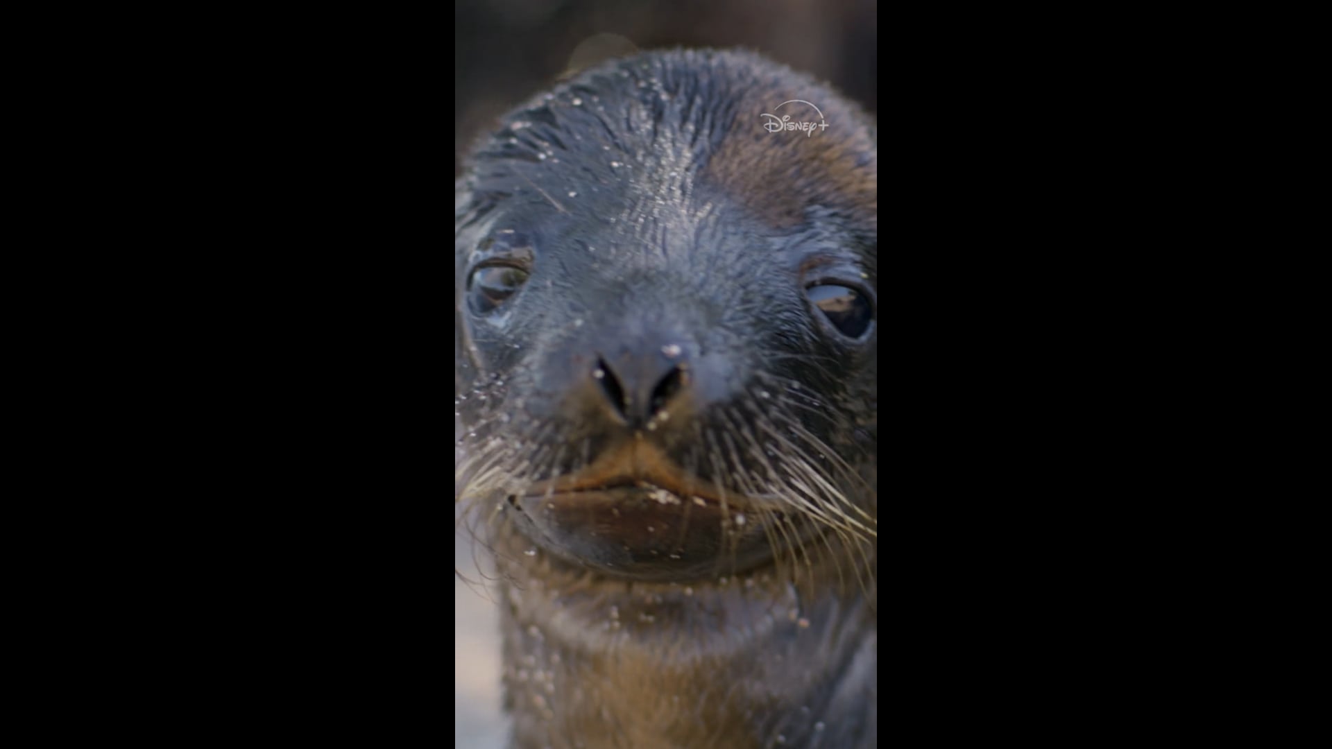 Sea Lions of the Galapagos - Leos Legend Cutdown