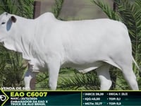 Lote 6007