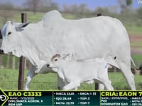 Lote 311