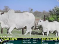 Lote 3272