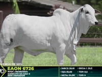 Lote 300