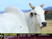 ASP 31