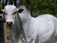 Lote 20