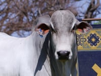 Lote 45