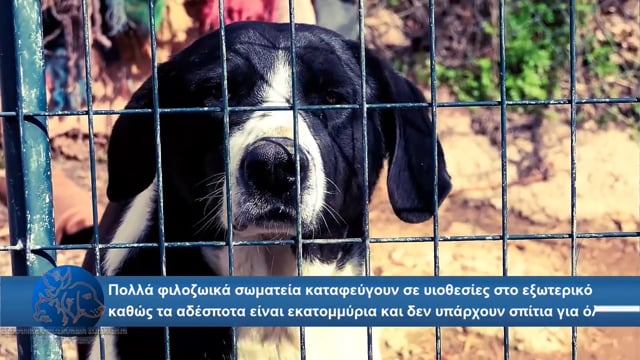 Οι υιοθεσίας αδέσποτων ζώων στο εξωτερικό είναι αναγκαιότητα καθώς δεν βρίσκονται τόσα σπίτια στην Ελλάδα