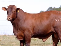 Lote 46