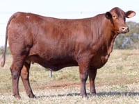 Lote 04