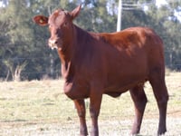 Lote 06