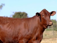 Lote 05