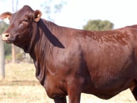 Lote 07